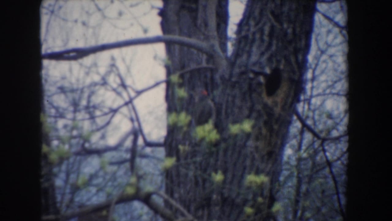 1961 8mm home-movie frame from Novi, Michigan, showing tree trunks, bare branches, and early leaves against a pale sky.