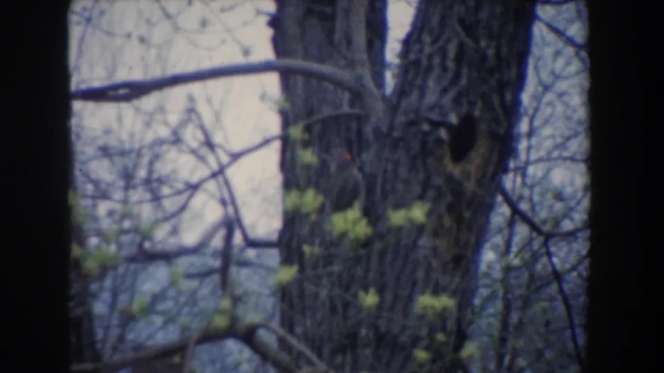 1961 8mm home-movie frame from Novi, Michigan, showing tree trunks, bare branches, and early leaves against a pale sky.