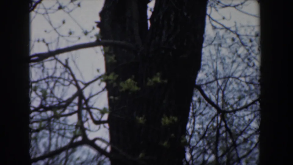 Novi, Michigan 1961 frame with a dark central trunk, thin branches, and scattered new leaves in a soft 8mm scan.