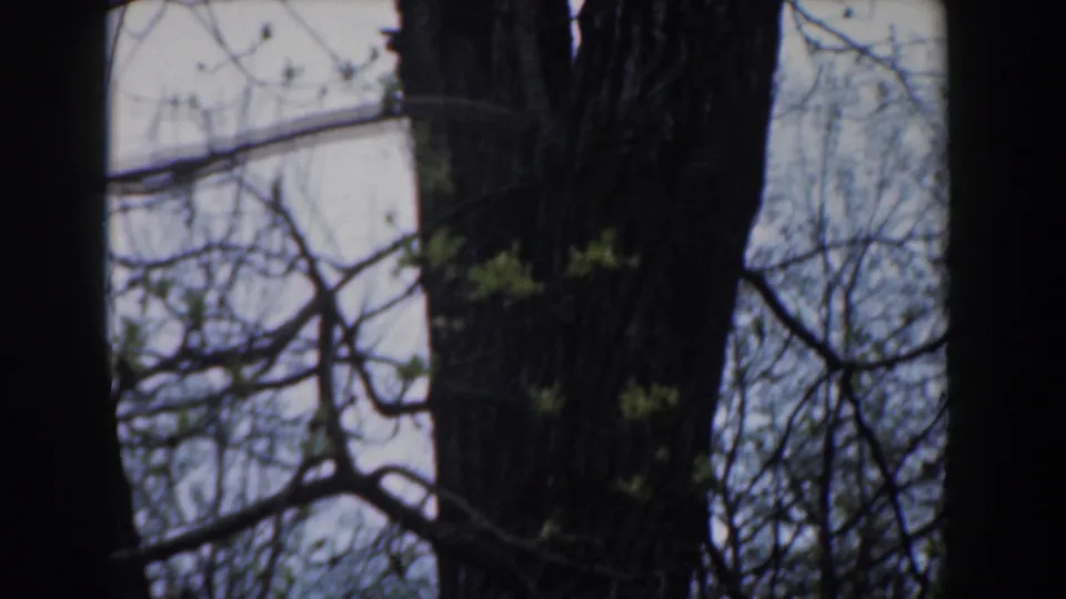 1961 Novi 8mm frame showing a tree trunk, overlapping bare branches, and small green leaves from a handheld outdoor view.