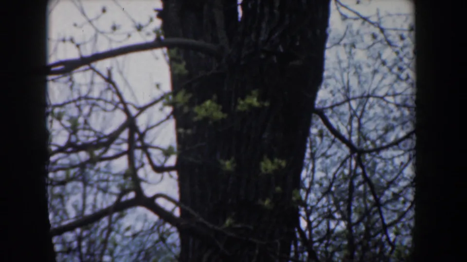 Novi, Michigan 1961 home-movie frame with a dark tree trunk, fine branches, and sparse spring leaves against a bright sky.
