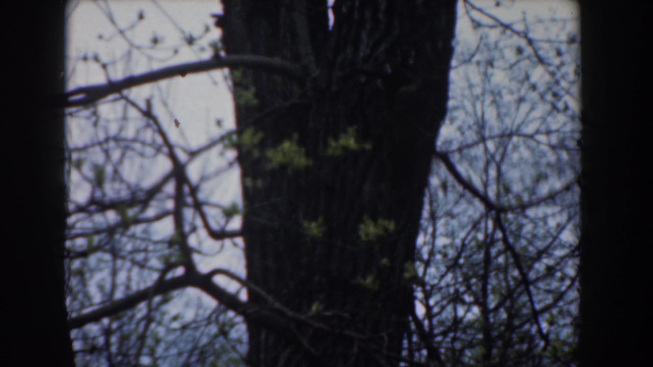 1961 Novi, Michigan 8mm frame showing a dark tree trunk, thin branches, and early spring leaves against a pale sky.