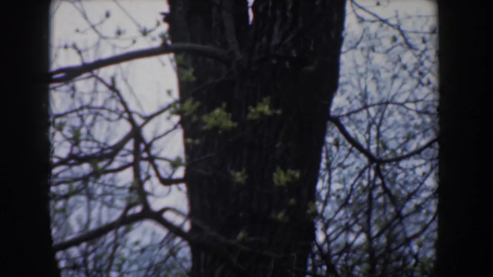 Handheld 1961 Novi, Michigan frame with close tree bark, crossing branches, small leaves, and visible film-gate edges.