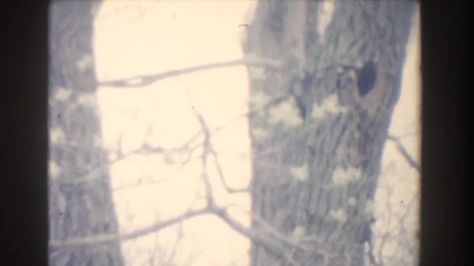 Soft, bright 8mm frame from Novi in 1961 showing a tree trunk with a dark knot or hole and faint branches.