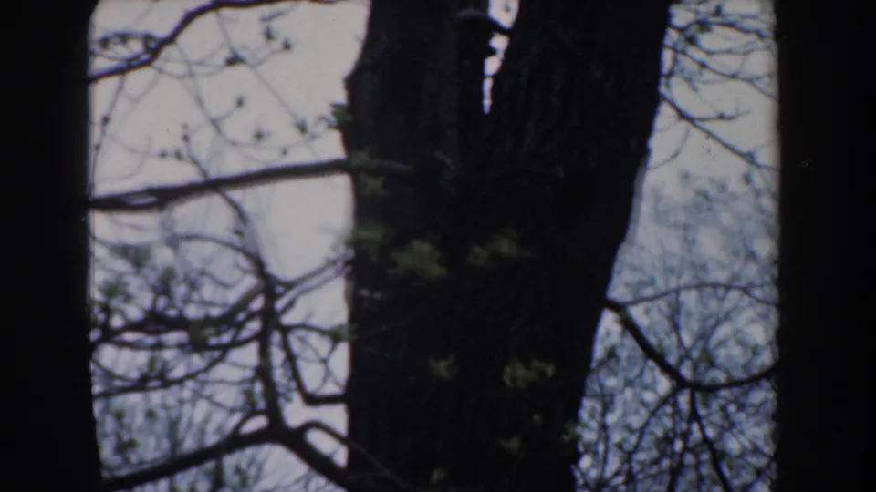 1961 Novi, Michigan home-movie frame showing a large tree trunk, thin branches, and spring leaves in soft color.