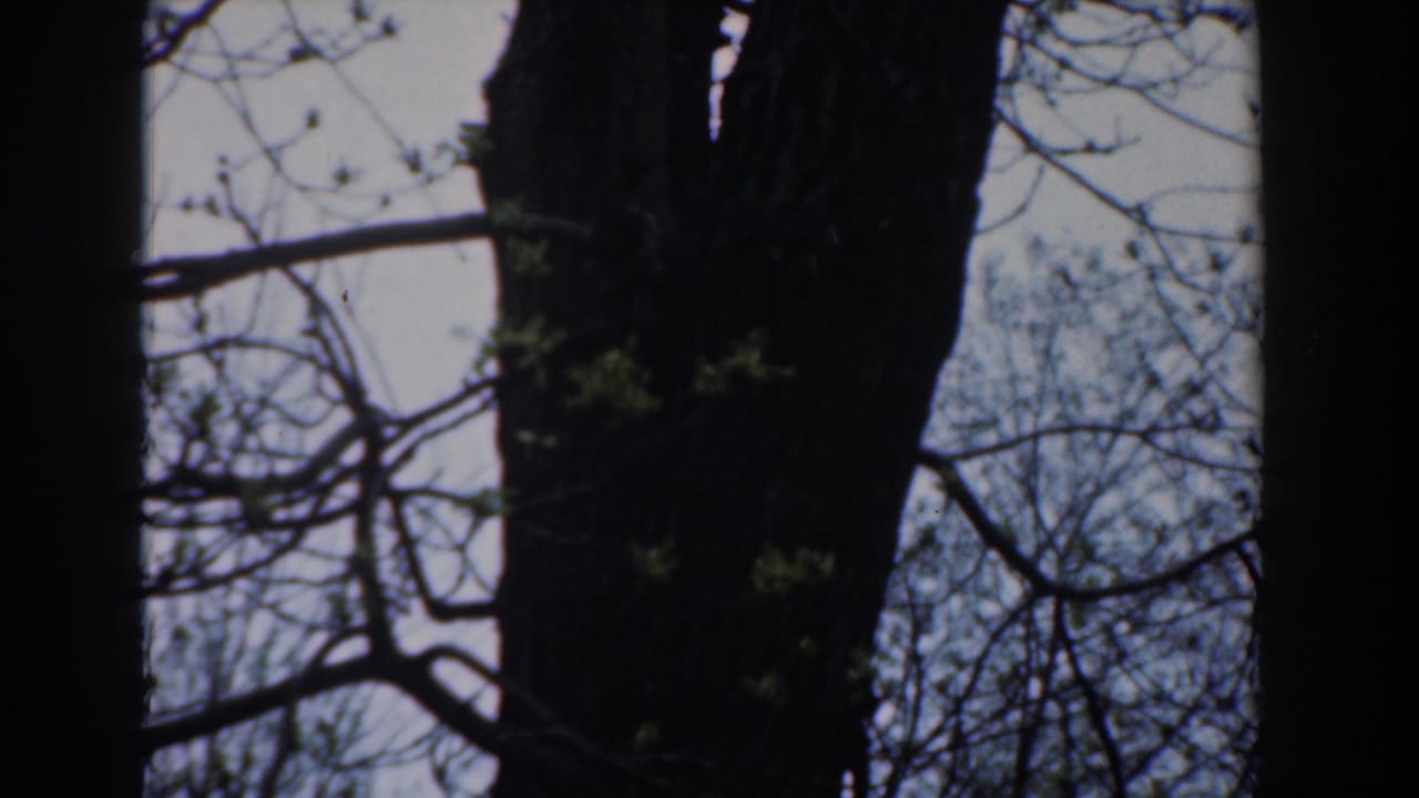 1961 8mm home-movie frame from Novi, Michigan, showing a dark tree trunk, sparse branches, and new leaves against a pale sky.