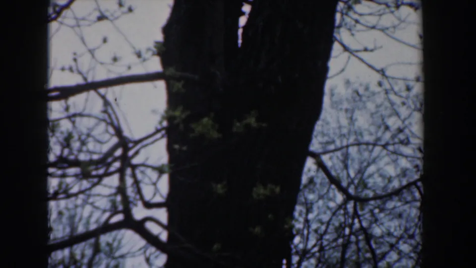 1961 8mm home-movie frame from Novi, Michigan, showing a dark tree trunk, sparse branches, and new leaves against a pale sky.