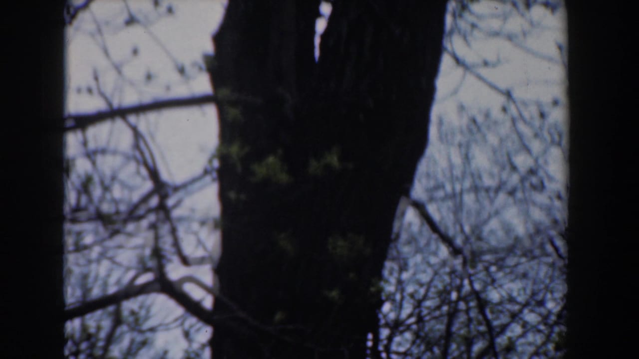 Tree trunk and thin branches silhouetted against a bright sky.