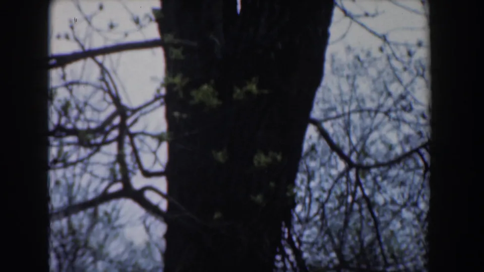 Novi, Michigan home-movie frame from 1961 showing the tree trunk shifted in the composition with bare branches and sparse leaves.
