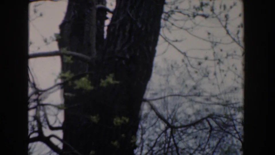 Final 1961 8mm frame from Novi, Michigan, with the trunk partly to the side, sparse leaves, branches, and a brighter exposed sky.