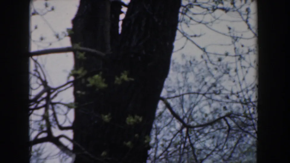 1961 Novi, Michigan 8mm frame showing tree trunks, bare branches, and early spring leaves against a pale sky.