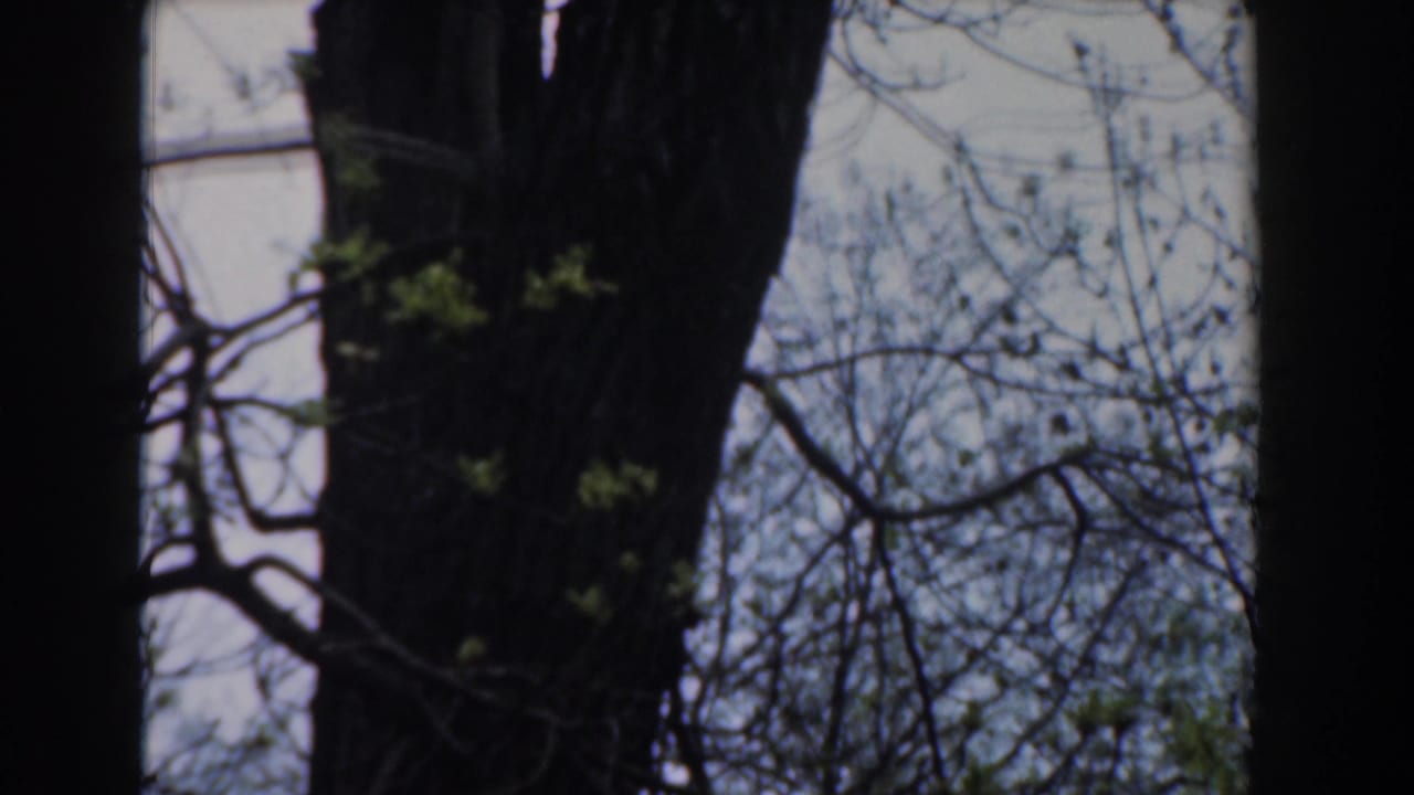 A thick tree trunk and leafing branches stand against a bright, pale sky.