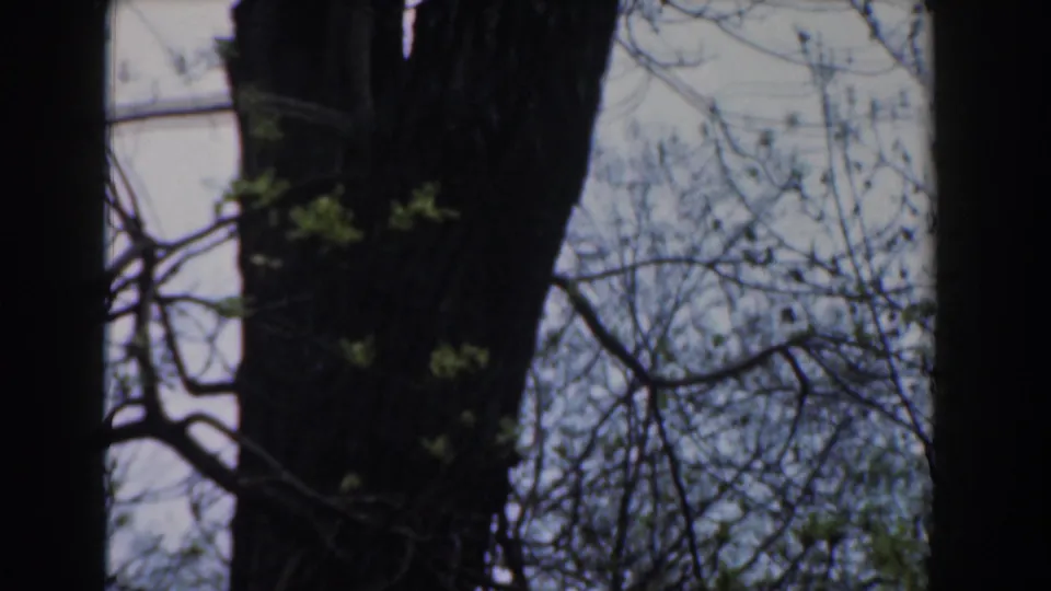 1961 Novi, Michigan home-movie frame with a large tree trunk, sparse branches, and emerging leaves.