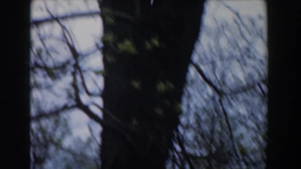 Soft 8mm frame from 1961 Novi, Michigan showing tree trunks, branches, and spring foliage in motion blur.