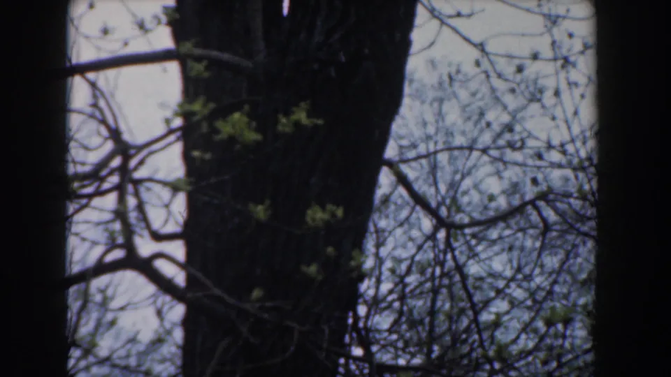 1961 Novi, Michigan 8mm frame showing a trunk and branching canopy with new leaves against the sky.