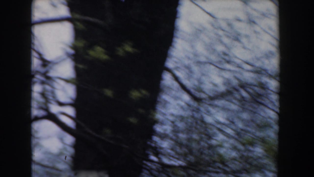1961 Novi, Michigan 8mm frame showing a large dark tree trunk with thin branches and early green buds.