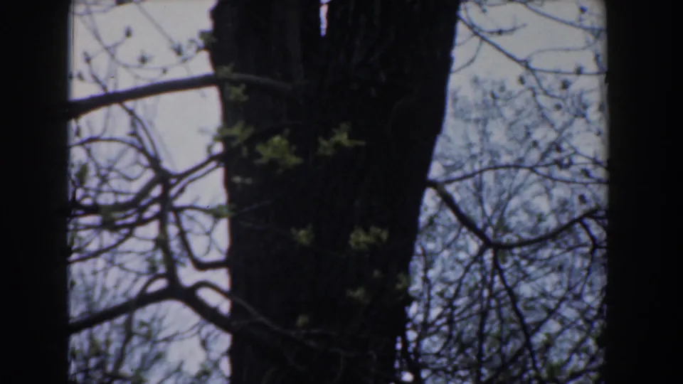 1961 Novi, Michigan outdoor frame with a dark trunk, crossing branches, and small green buds near a pale sky.