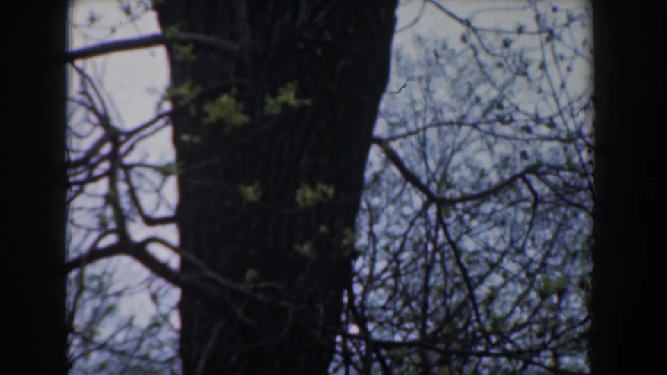 1961 Novi, Michigan 8mm frame showing a close tree trunk with tangled bare branches and faint spring growth.