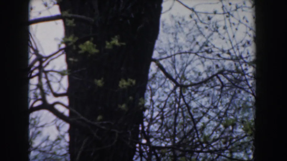 1961 Novi, Michigan home-movie frame of a large tree trunk with fine branches and small green buds against a bright sky.