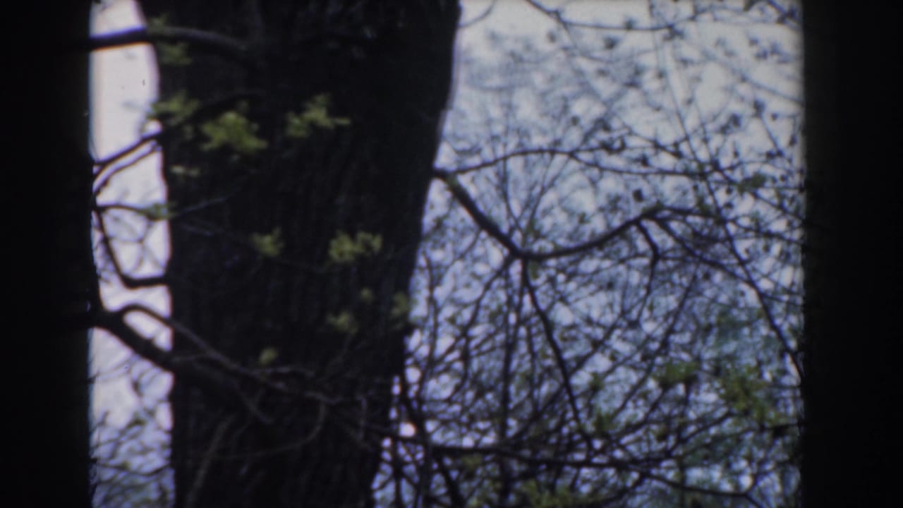 1961 Novi, Michigan 8mm frame showing dark tree trunks, fine branches, and early green leaves against a pale sky.