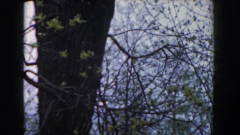 1961 Novi, Michigan home-movie frame with a central dark tree trunk, surrounding branches, and small green leaves.
