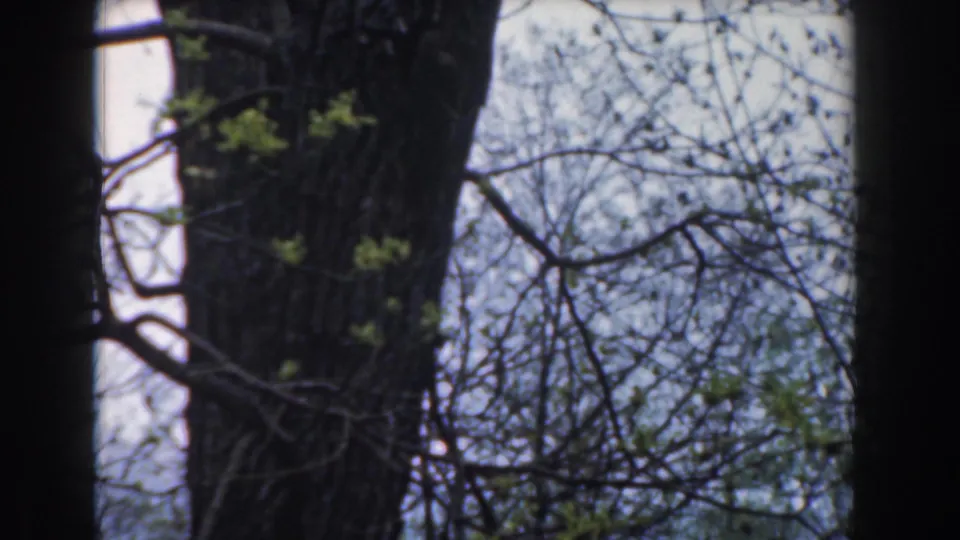1961 Novi, Michigan 8mm still showing overlapping tree trunks and fine branches with scattered spring leaves.