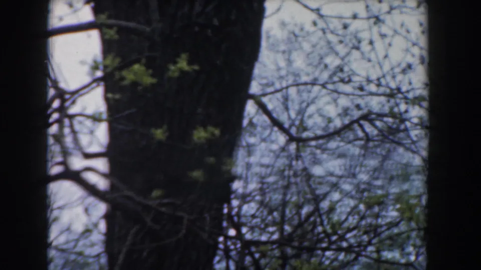 1961 Novi, Michigan home-movie frame with dark vertical tree shapes, bark texture, thin branches, and green leaves.