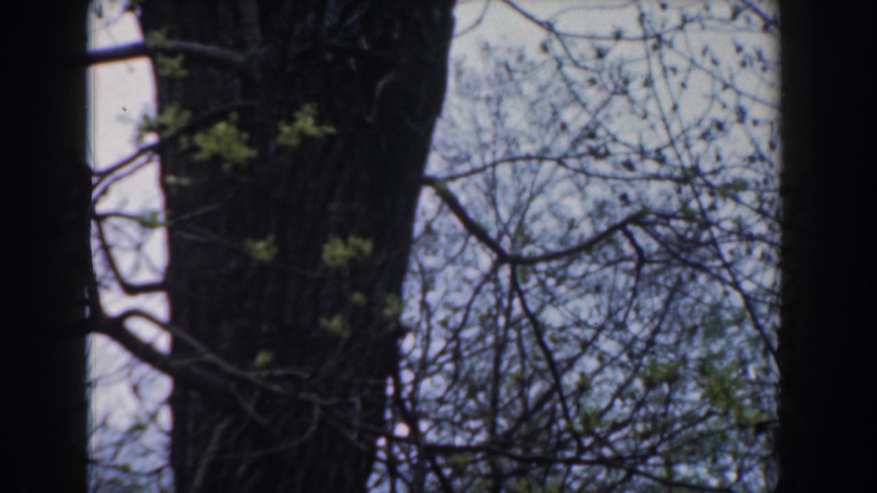 1961 Novi, Michigan 8mm frame looking through dark tree trunks and bare branches toward a pale sky.