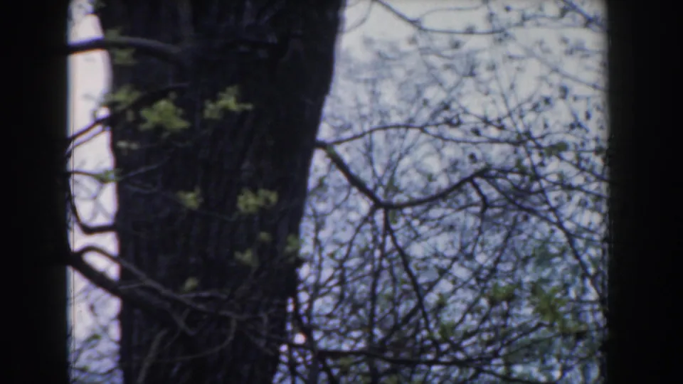 Soft 8mm view of tree trunks, thin branches, and sparse foliage in Novi, Michigan, from the 1961 home movie.