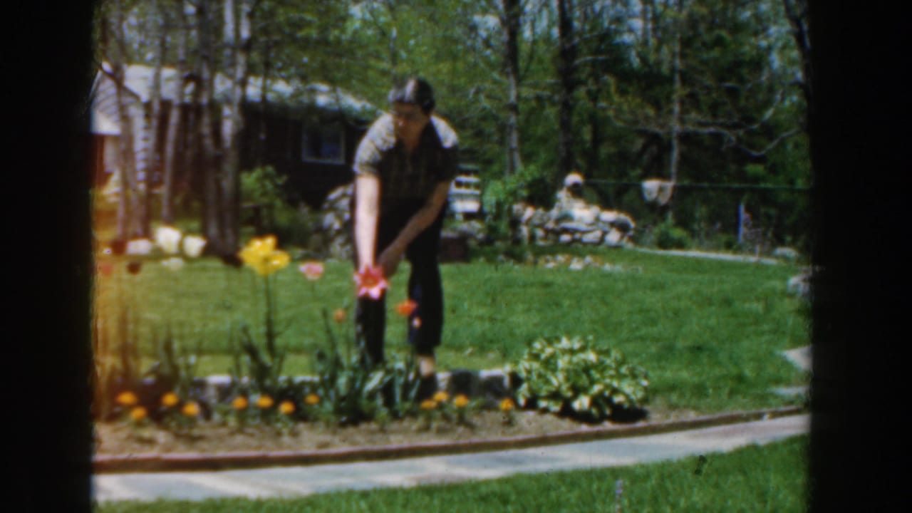 In 1961 Novi, Michigan home-movie footage, a man bends toward spring flowers in a backyard garden bordered by lawn and trees.