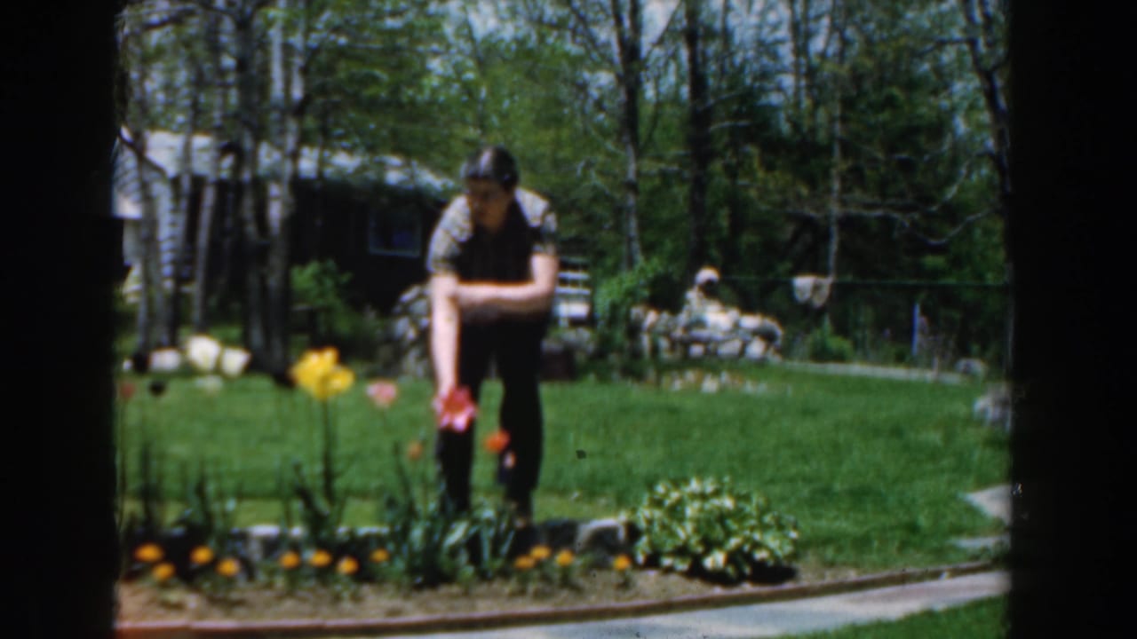 Man leans over flowers in a backyard garden, with yellow tulips, grass, trees, and a house visible.
