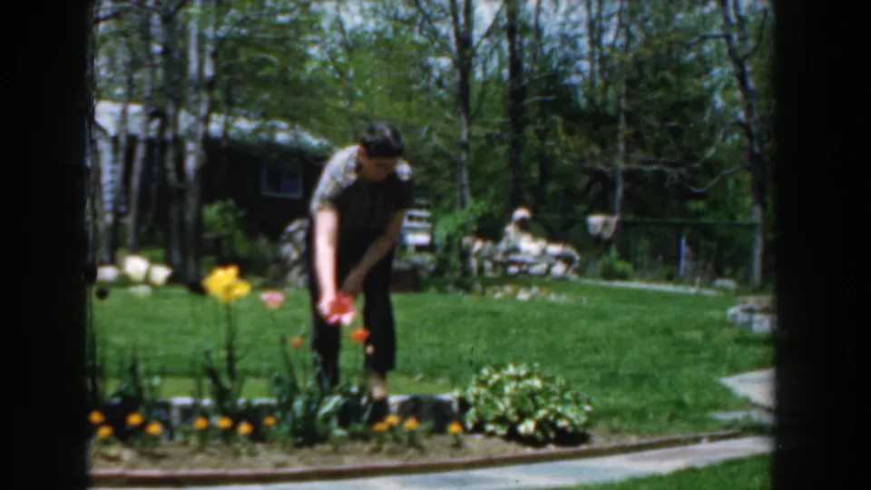 A man reaches toward a flower bed in 1961 Novi, Michigan, seen in soft 8mm footage with tulips, lawn, trees, and a house behind.