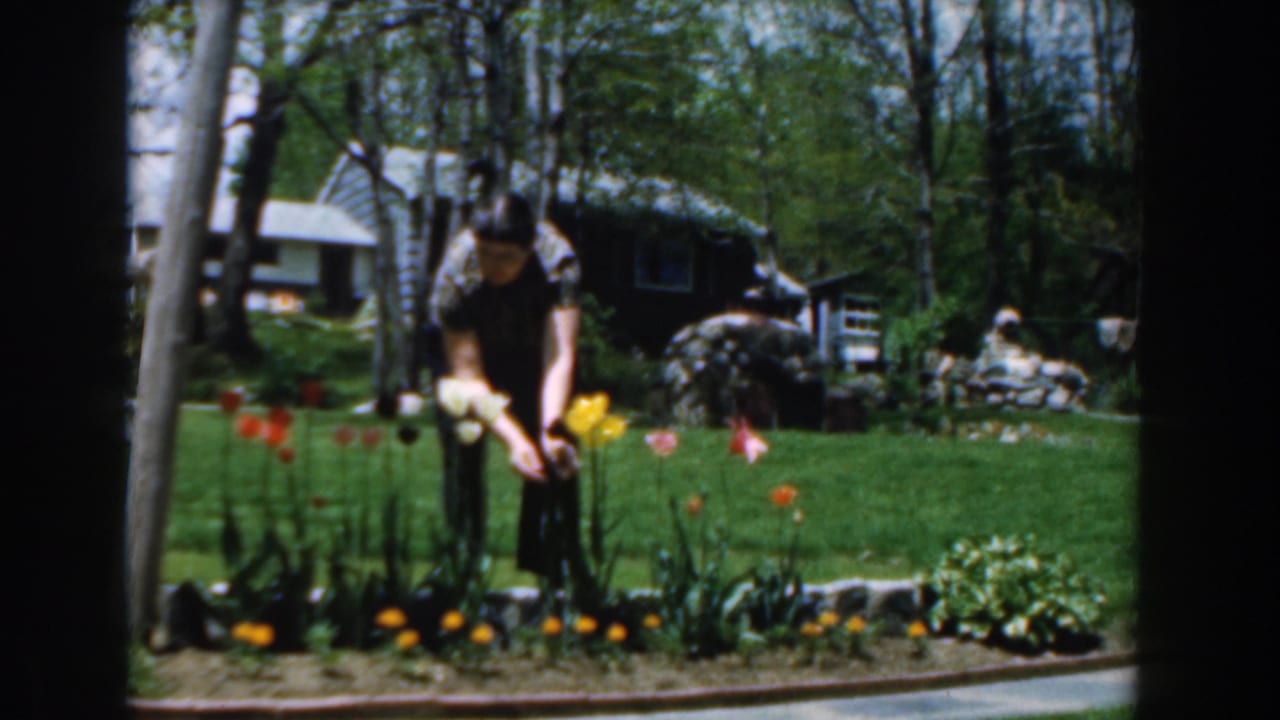 Man bending over tulips in a backyard flower bed with lawn and house behind him.