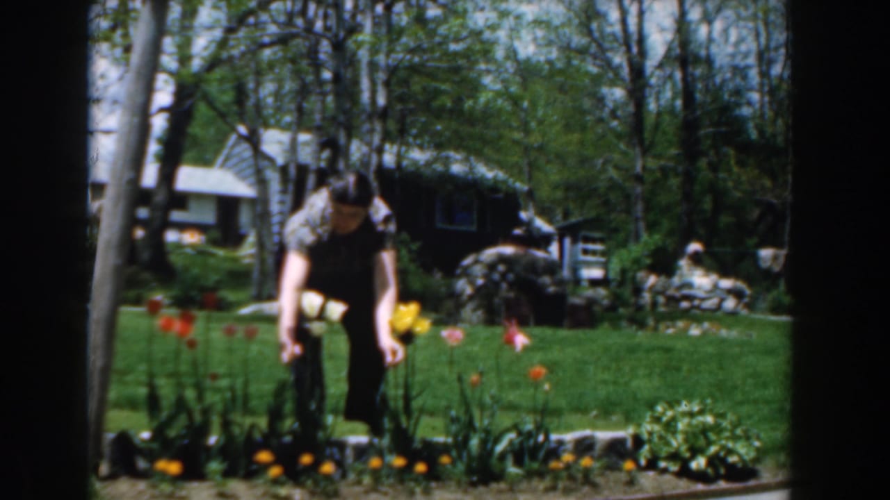 Man leaning over a flower bed beside bright tulips and a green lawn.