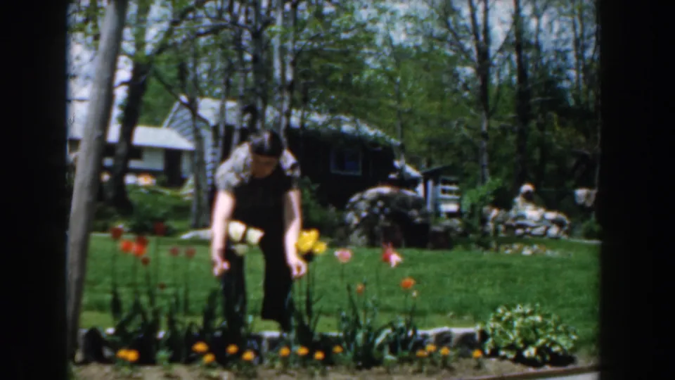 The man continues working close to the tulips in a 1961 Novi backyard, with a lawn, trees, and house exterior visible beyond the garden.