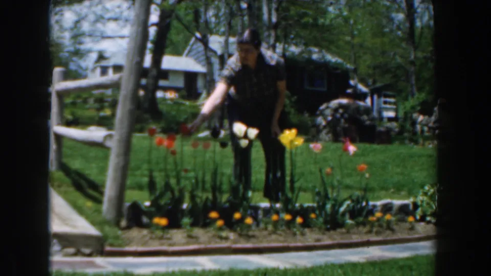 In the final frame, the man reaches across the tulip bed in a Novi, Michigan backyard, with a green lawn, trees, and house exterior behind him.