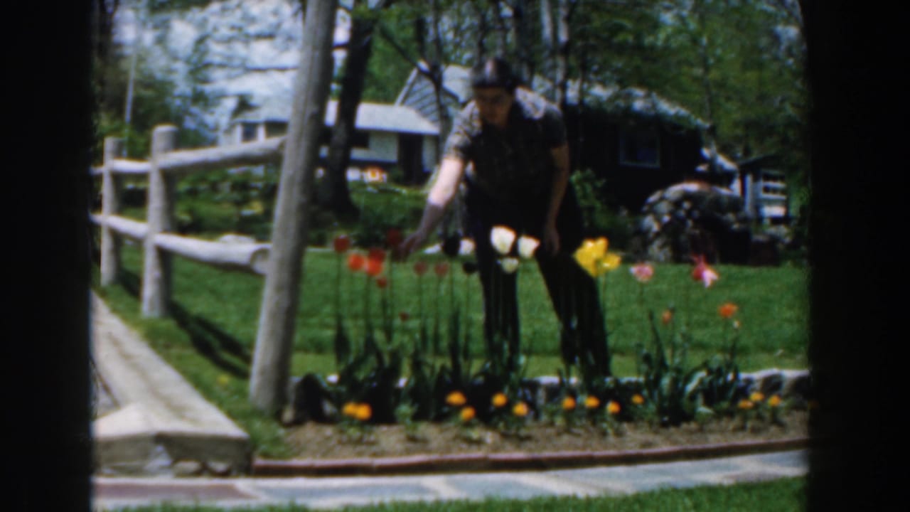 Man bends over tulips in a sunny front yard with a fence and house behind him.