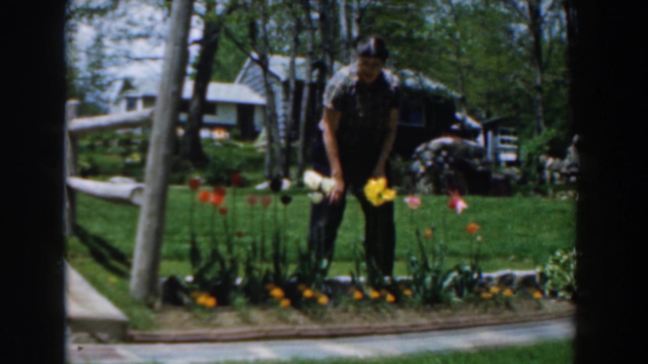 Man stands bent near yellow and white tulips in a landscaped yard.