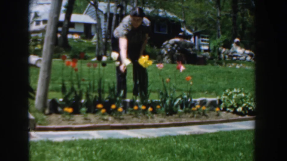 A man in 1961 Novi, Michigan reaches across a front-yard flower bed with tulips, lawn, trees, and a house in view.