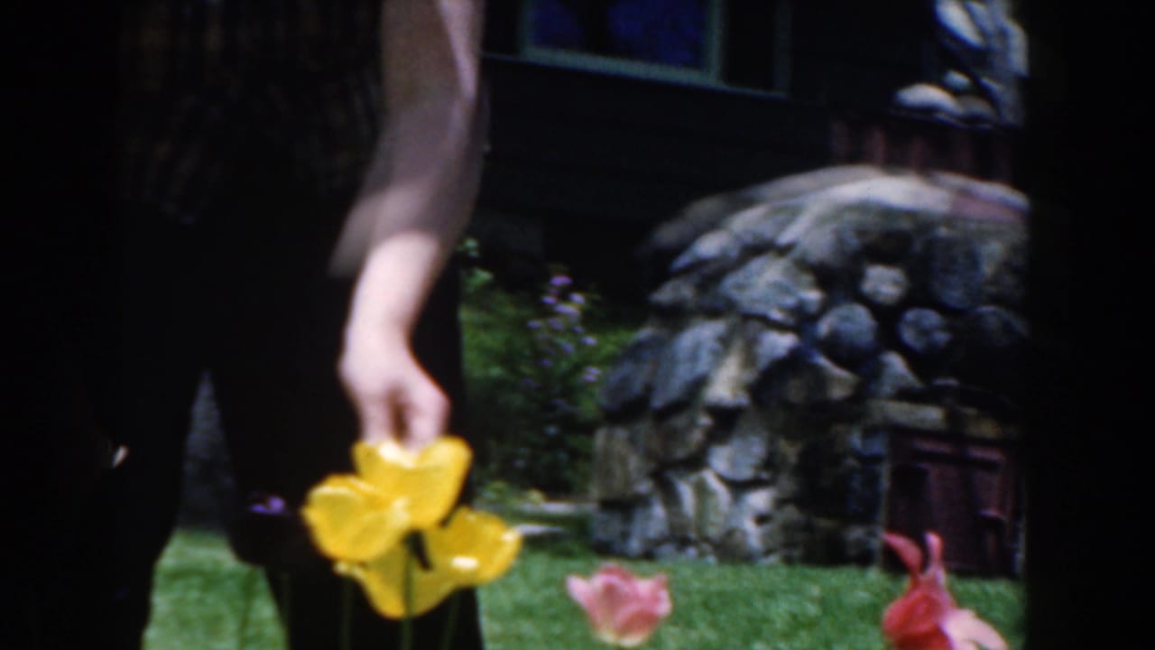 In 1961 Novi, Michigan home-movie footage, a woman reaches toward bright yellow flowers in a lawn garden near a stone feature.