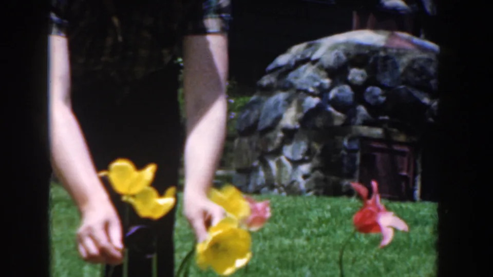 A woman in dark clothing bends over yellow and red flowers in a Novi, Michigan garden, with lawn and stonework behind her.
