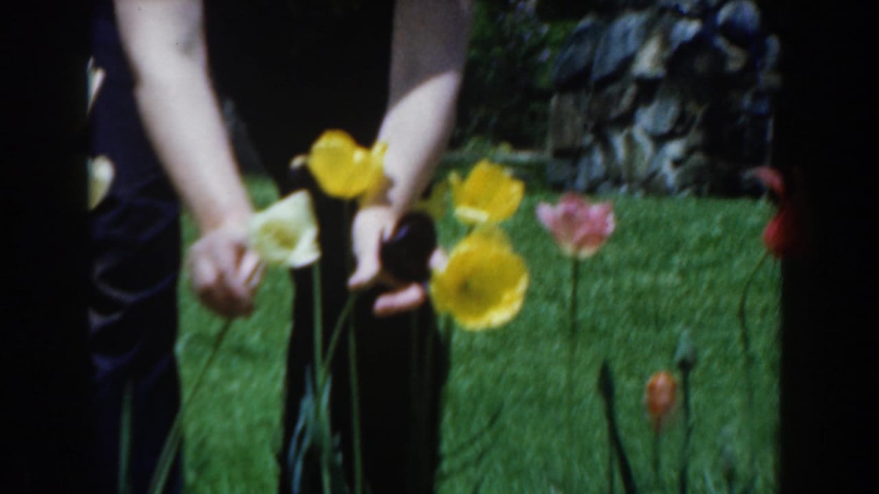 Woman's arms and hands near yellow and pale tulips on a green lawn.