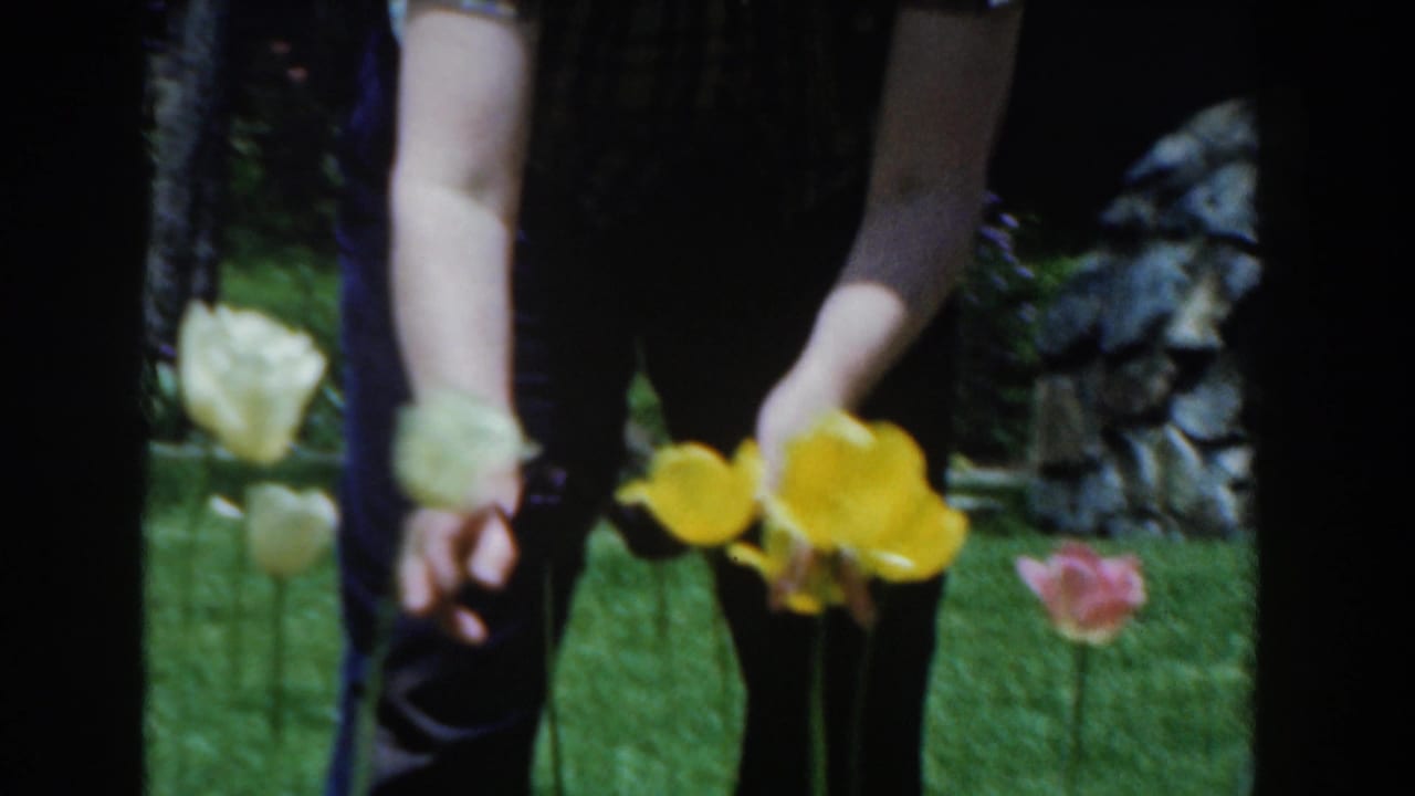 Woman bends over tulips with yellow and pale blooms in the foreground.