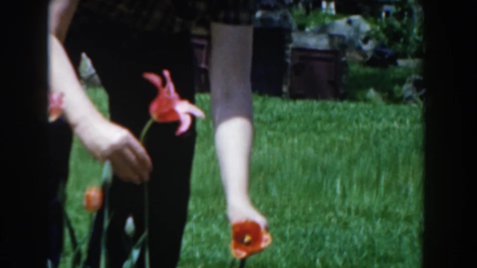 The woman bends toward a pink-orange tulip in the Novi garden, with lawn, dark clothing, and background rocks visible.