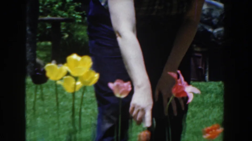 A woman bends close to yellow and pink tulips in a residential yard, captured on 8mm film in 1961 Novi, Michigan.