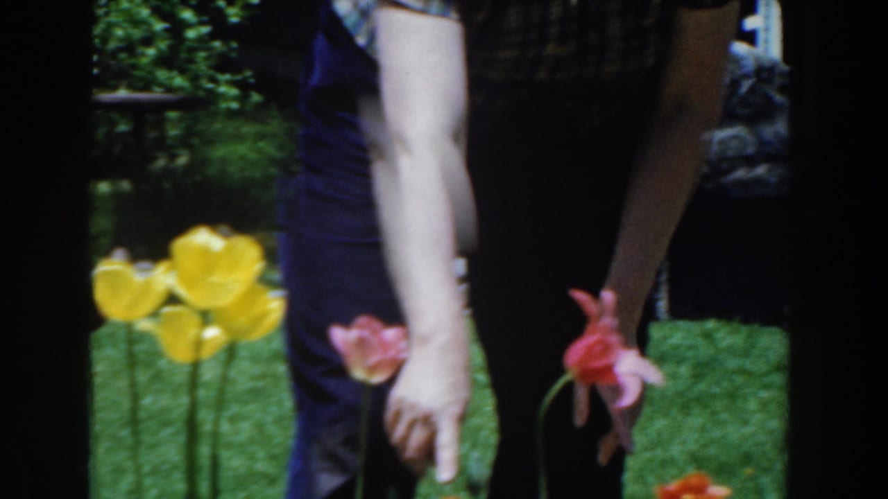 In 1961 Novi, Michigan footage, a person in a plaid shirt and blue pants reaches toward tulips in a sunny backyard garden.