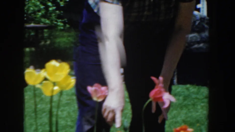 In 1961 Novi, Michigan footage, a person in a plaid shirt and blue pants reaches toward tulips in a sunny backyard garden.