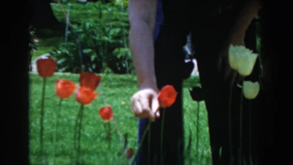 In the final frame, a person in blue pants holds a red tulip by the stem beside other tulips in the 1961 Novi garden footage.