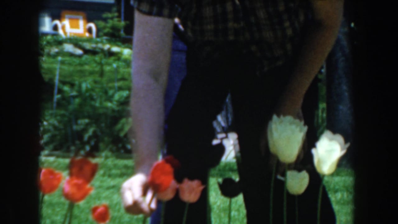 Man in plaid shirt bends over red and white tulips in a green yard.