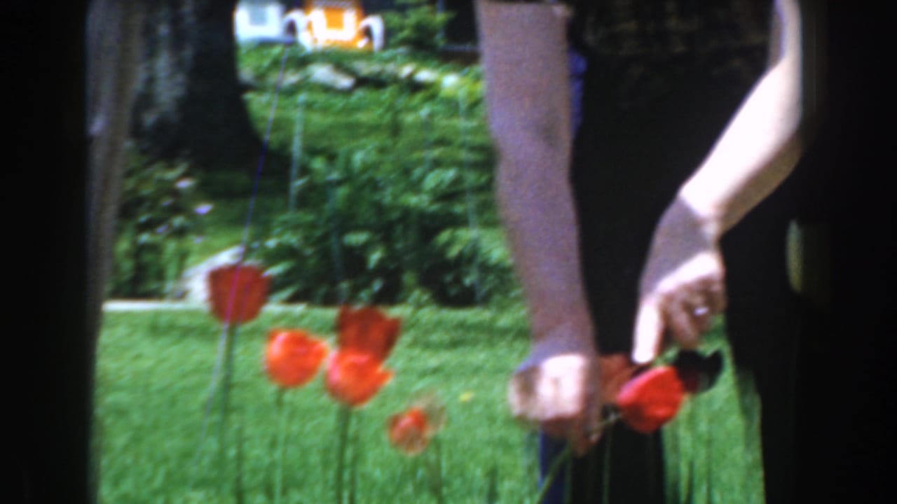 Hands reach toward red tulips beside a lawn and garden foliage.